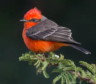 Photo 1/10 of Vermilion Flycatcher (Pyrocephalus rubinus)