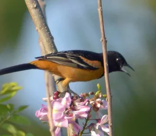 Photo 3/4 of Orchard Oriole (Icterus spurius)