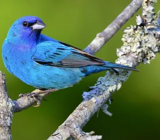 Photo 1/4 of Indigo Bunting (Passerina cyanea)