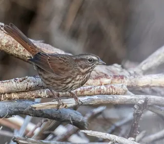 Photo 6/26 of Song Sparrow (Melospiza melodia)