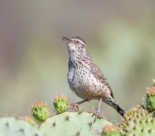 Photo 2/5 of Cactus Wren (Campylorhynchus brunneicapillus)