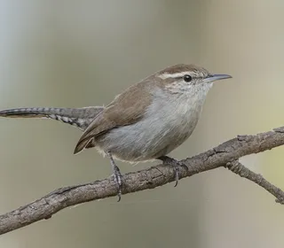 Photo 1/8 of Bewick's Wren (Thryomanes bewickii)