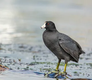 Photo 1/6 of American Coot (Fulica americana)