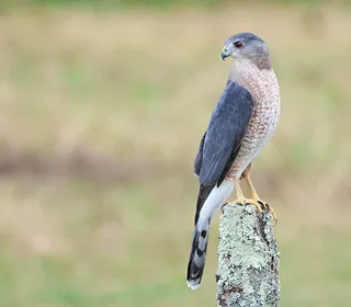 Photo 1/2 of Cooper's Hawk (Astur cooperii)