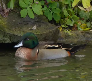 Photo 3/11 of Wood Duck (Aix sponsa)