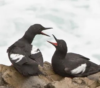 Photo 1/5 of Pigeon Guillemot (Cepphus columba)
