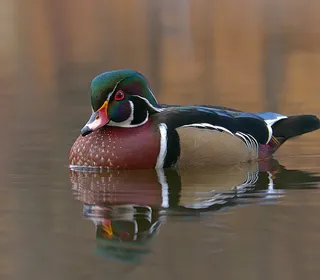 Photo 1/11 of Wood Duck (Aix sponsa)