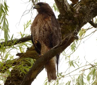 Photo 17/20 of Red-tailed Hawk (Buteo jamaicensis)