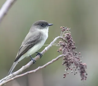 Photo 1/2 of Eastern Phoebe (Sayornis phoebe)