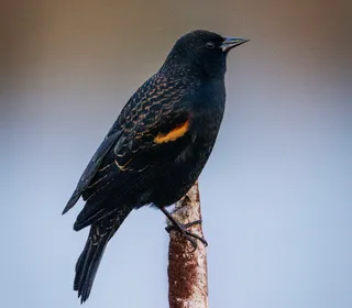 Photo 4/19 of Red-winged Blackbird (Agelaius phoeniceus)