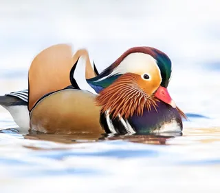 Photo 1/1 of Mandarin Duck (Aix galericulata)