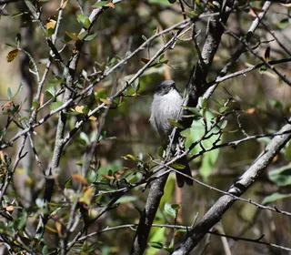 Photo 10/10 of Bushtit (Psaltriparus minimus)