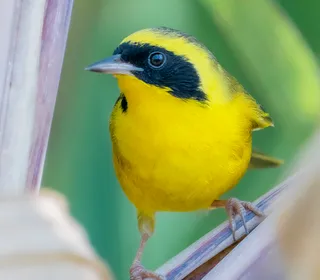 Photo 2/13 of Common Yellowthroat (Geothlypis trichas)