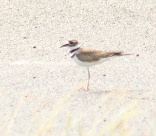Photo 3/4 of Killdeer (Charadrius vociferus)
