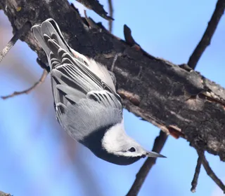 Photo 2/8 of White-breasted Nuthatch (Sitta carolinensis)