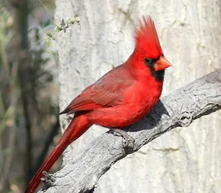 Photo 23/30 of Northern Cardinal (Cardinalis cardinalis)