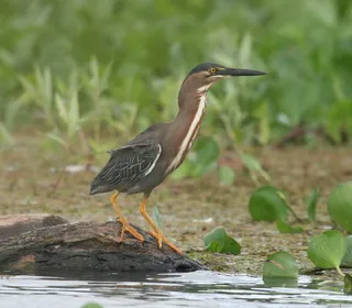 Photo 6/6 of Green Heron (Butorides virescens)