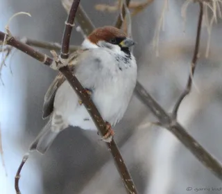 Photo 4/16 of House Sparrow (Passer domesticus)