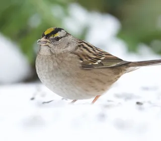Photo 2/3 of Golden-crowned Sparrow (Zonotrichia atricapilla)