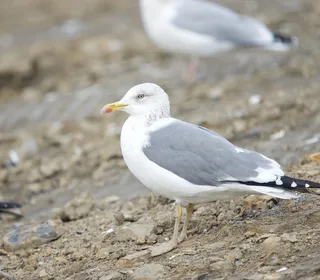 Photo 4/7 of American Herring Gull (Larus smithsonianus)