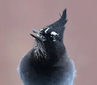 Photo 3/12 of Steller's Jay (Cyanocitta stelleri)