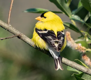 Photo 4/7 of American Goldfinch (Spinus tristis)