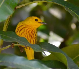 Photo 23/28 of Yellow Warbler (Setophaga petechia)