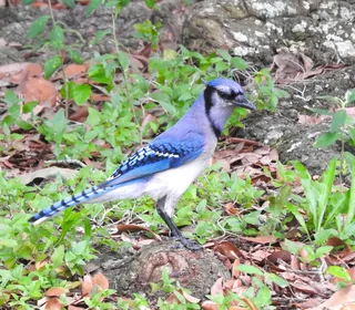 Photo 4/6 of Blue Jay (Cyanocitta cristata)
