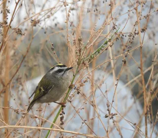 Photo 4/4 of Golden-crowned Kinglet (Regulus satrapa)