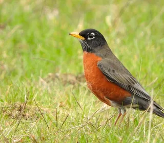 Photo 7/8 of American Robin (Turdus migratorius)