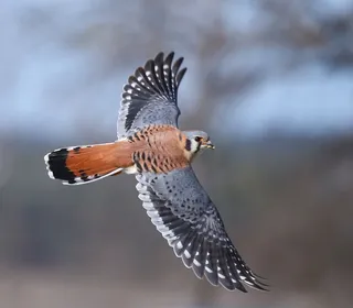Photo 1/16 of American Kestrel (Falco sparverius)