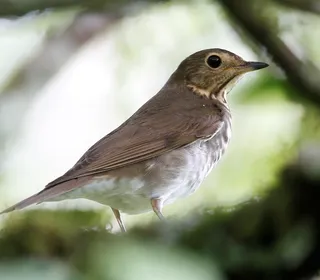 Photo 2/6 of Swainson's Thrush (Catharus ustulatus)