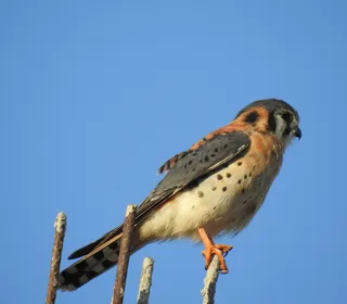 Photo 11/16 of American Kestrel (Falco sparverius)