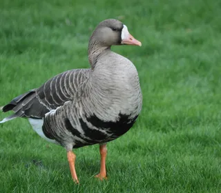 Photo 1/15 of Greater White-fronted Goose (Anser albifrons)