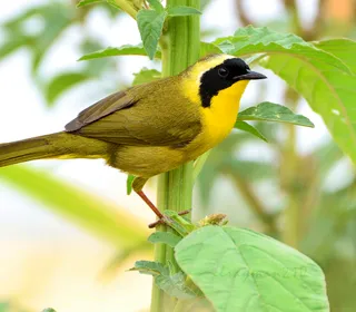 Photo 5/13 of Common Yellowthroat (Geothlypis trichas)