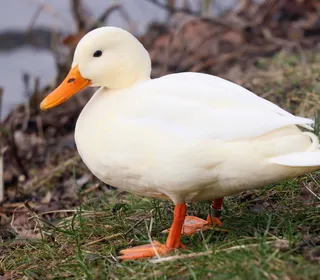 Photo 2/30 of Mallard (Anas platyrhynchos)
