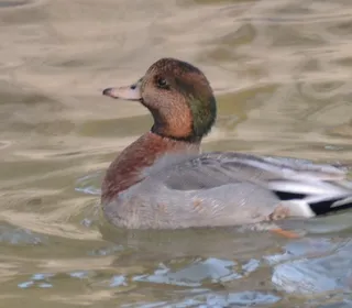 Photo 19/30 of Mallard (Anas platyrhynchos)