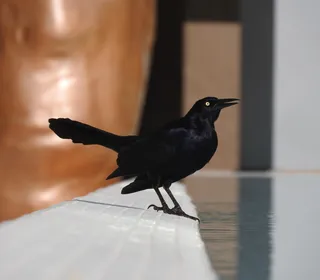 Photo 8/8 of Great-tailed Grackle (Quiscalus mexicanus)