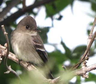 Photo 5/5 of Western Wood-Pewee (Contopus sordidulus)