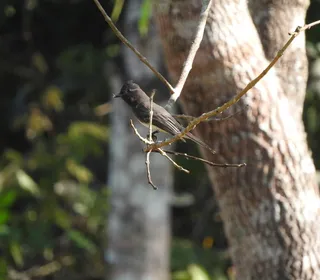 Photo 7/8 of Black Phoebe (Sayornis nigricans)