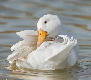 Photo 2/30 of Mallard (Anas platyrhynchos)