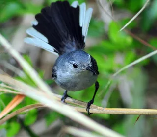 Photo 2/6 of Blue-gray Gnatcatcher (Polioptila caerulea)