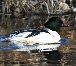 Photo 4/4 of Common Merganser (Mergus merganser)