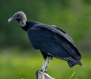Photo 3/4 of Black Vulture (Coragyps atratus)