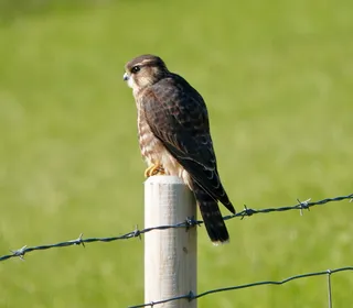 Photo 8/10 of Merlin (Falco columbarius)
