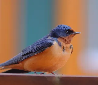 Photo 3/10 of Barn Swallow (Hirundo rustica)