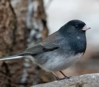 Photo 5/23 of Dark-eyed Junco (Junco hyemalis)