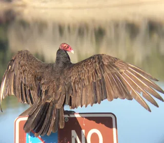 Photo 3/6 of Turkey Vulture (Cathartes aura)