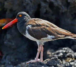 Photo 2/4 of American Oystercatcher (Haematopus palliatus)