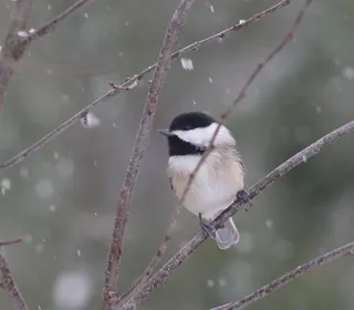 Photo 6/10 of Black-capped Chickadee (Poecile atricapillus)